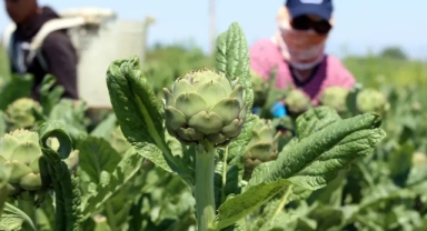 Urla'da hasat devam ediyor: Tezgahta 50 TL