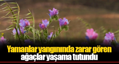 Yamanlar yangınında zarar gören ağaçlar yaşama tutundu