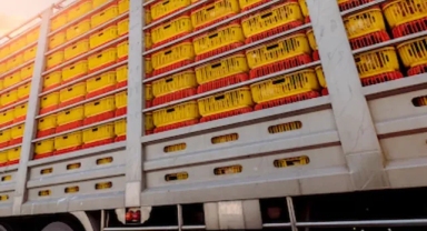 Yasak kalktı, zehirli limonlar Türkiye'ye iade edildi