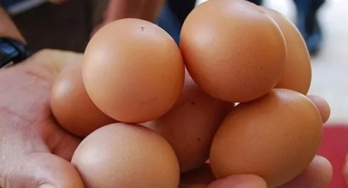 Yumurta fiyatı 9 ayda ikiye katladı
