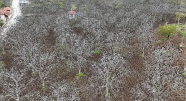 Zirai don felaketi için araştırma komisyonu kuruldu