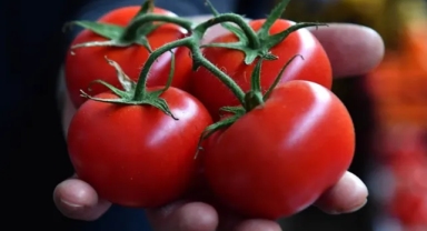 Sağlık riski taşıyan domatesler raflardan çekiliyor