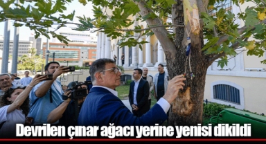 Devrilen çınar ağacı yerine yenisi dikildi