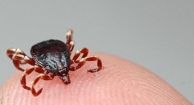 Kene Riski Devam Ediyor: Bakanlıktan 14 Gün Uyarısı