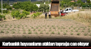 Kurbanlık hayvanların atıkları toprağa can oluyor