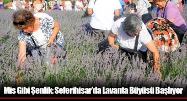 Mis Gibi Şenlik: Seferihisar’da Lavanta Büyüsü Başlıyor