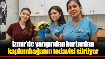 İzmir’de yangından kurtarılan kaplumbağanın tedavisi sürüyor