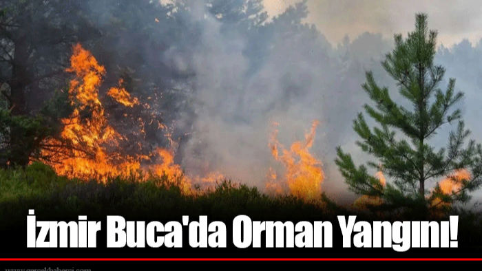 İzmir Buca'da Orman Yangını!