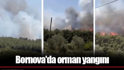 Bornova'da orman yangını