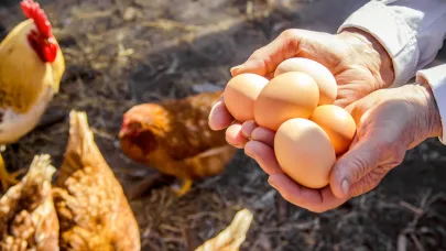 DFİF kesintisi kalktı, yumurta ihracatçısı rahatladı