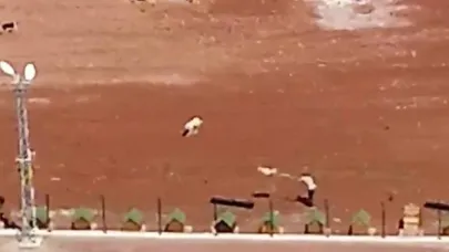 Kars'ta barınaktaki köpeklere işkence edenlere soruşturma!
