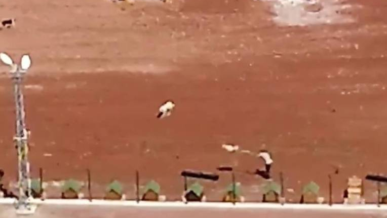 Kars'ta barınaktaki köpeklere işkence edenlere soruşturma!