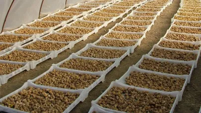 Kuru incirde aflatoksin ve okratoksinle mücadele için üreticilere 19 bin kerevet dağıtıldı
