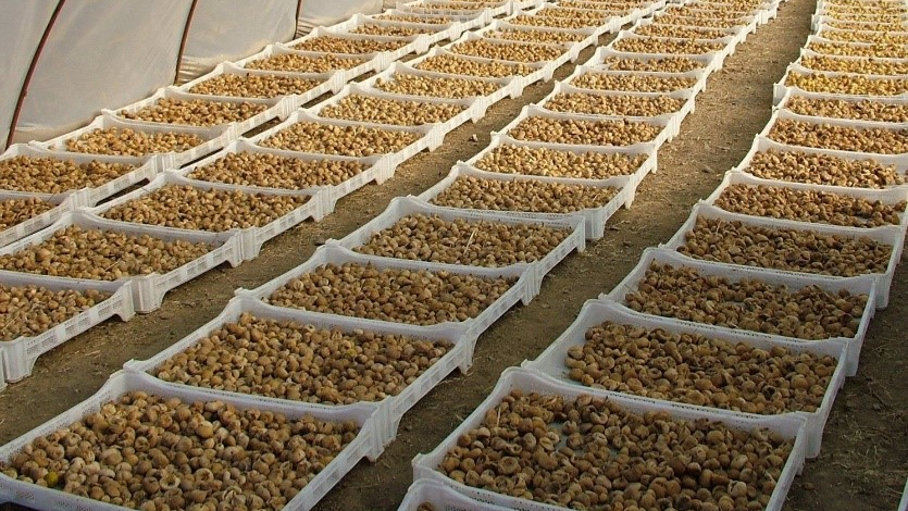 Kuru incirde aflatoksin ve okratoksinle mücadele için üreticilere 19 bin kerevet dağıtıldı