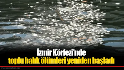 İzmir Körfezi'nde toplu balık ölümleri yeniden başladı
