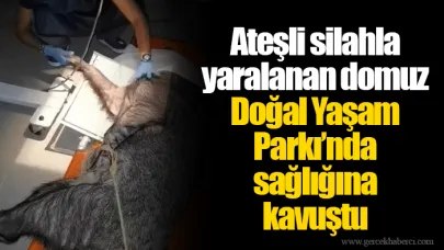 Ateşli silahla yaralanan domuz Doğal Yaşam Parkı’nda sağlığına kavuştu