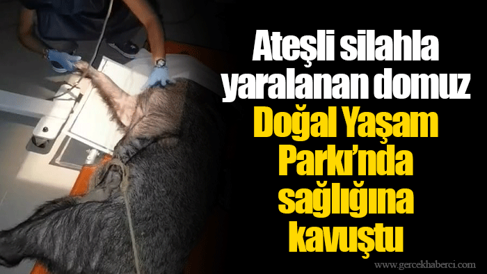 Ateşli silahla yaralanan domuz Doğal Yaşam Parkı’nda sağlığına kavuştu