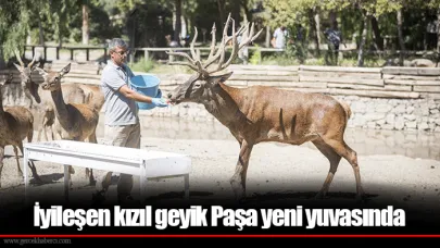 İyileşen kızıl geyik Paşa yeni yuvasında