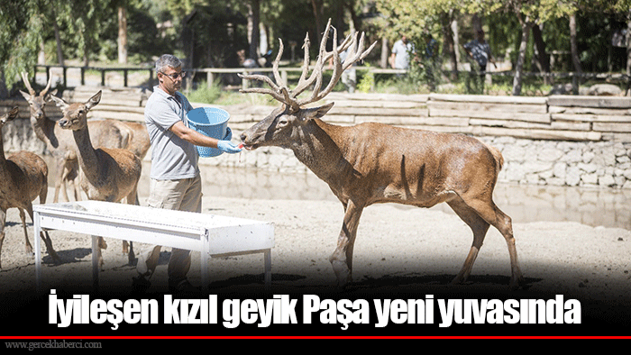 İyileşen kızıl geyik Paşa yeni yuvasında