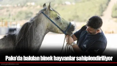 Pako’da bakılan binek hayvanlar sahiplendiriliyor
