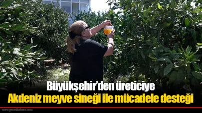 Büyükşehir’den üreticiye Akdeniz meyve sineği ile mücadele desteği