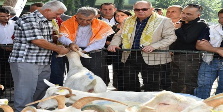 KOYUN VE KEÇİLER BÜYÜKŞEHİR'DEN