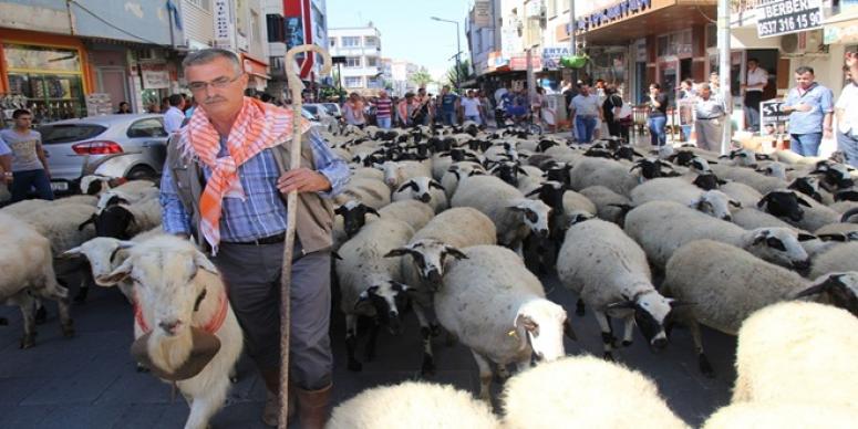 ÇOBANIN BAYRAMI SEFERİHİSAR’DA KUTLANACAK!