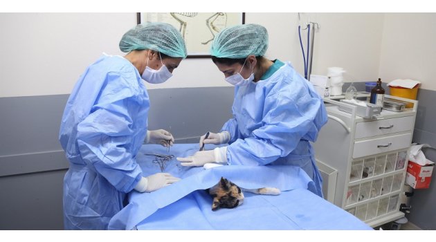 9 ayda 40 kedi kısırlaştırıldı