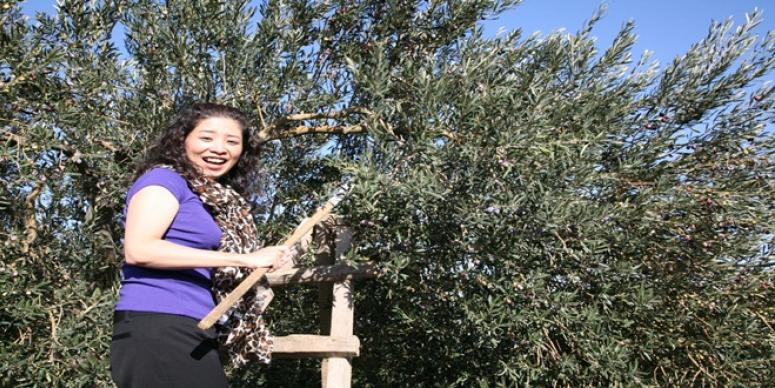 ZZTK, AYVALIK ZEYTİN HASAT ŞENLİĞİ’NE İTHALATÇILARI GETİRECEK