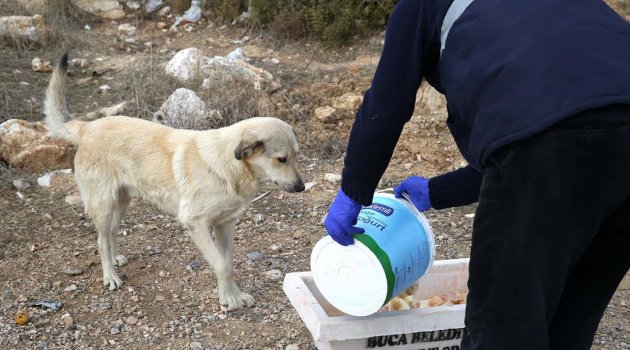 Buca’da Can Dostlarına Sürekli Gıda Desteği