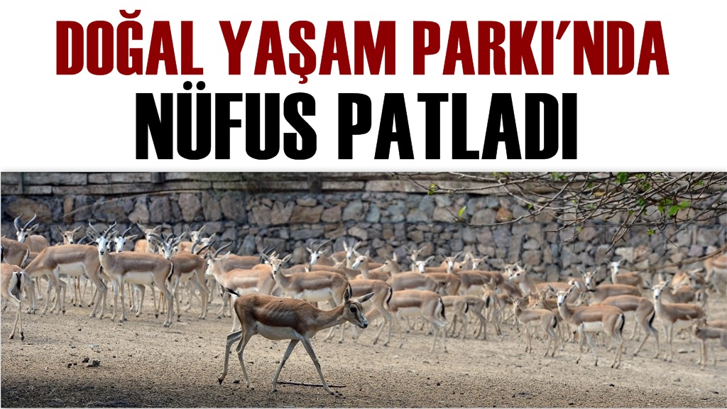 Doğal Yaşam'da bahar bereketi