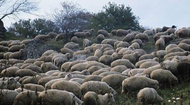 Esrar yiyen koyunlar köyü birbirine kattı