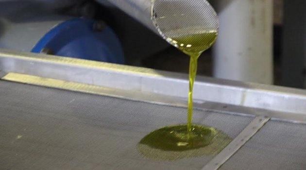 Foça’da Erken Hasat İlk Zeytinyağı Sıkımı Gerçekleştirildi