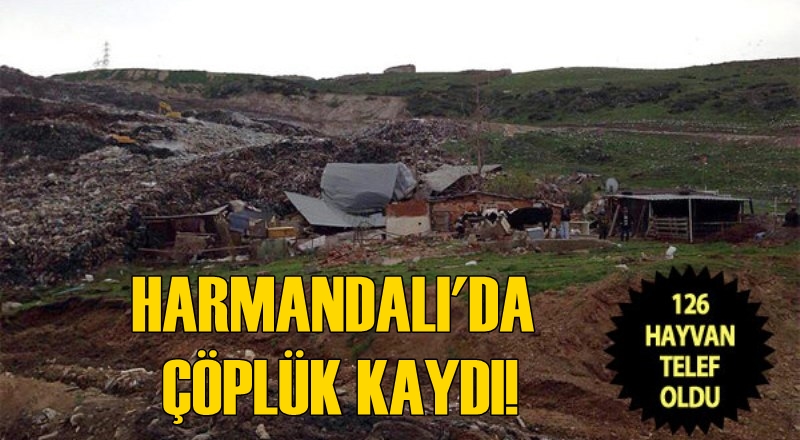 Harmandalı çöplüğü kaydı; 126 hayvan telef oldu