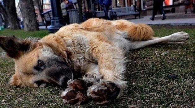 İstanbul’da vahşet: Köpeklere Tecavüz Edip, Keserek Öldürdüler!