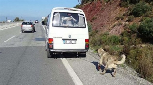 İzmir'de Köpeğe İşkence Yapan 'İnsan'a Hapis Cezası