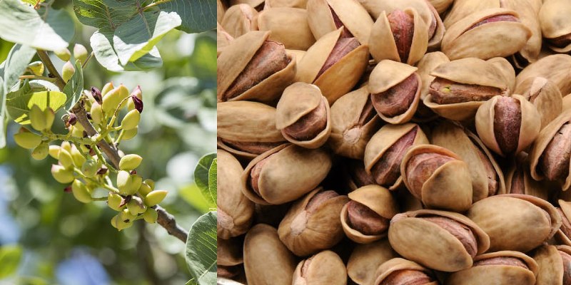 Menengiçler ''Antep fıstığı'' olacak