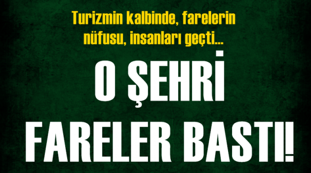 O şehri fareler bastı!