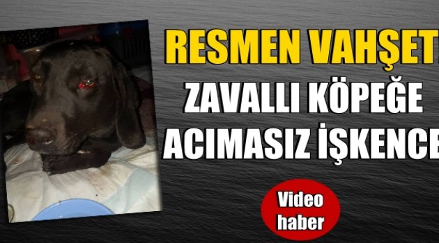 Resmen vahşet! Zavallı Köpeğe İşkence Etti