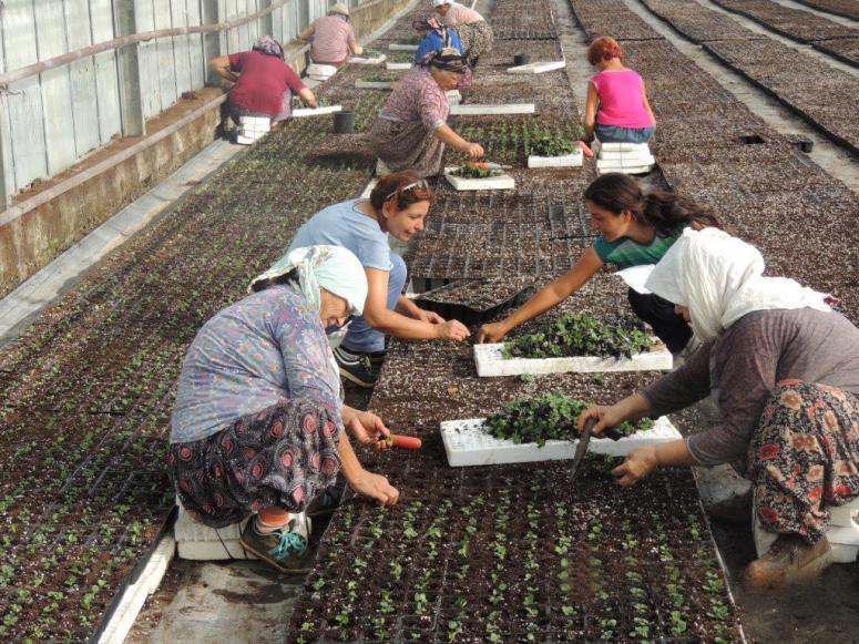 BAŞLARINA TALİH KUŞU KONACAK