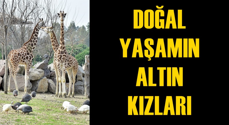 DOĞAL YAŞAMIN ALTIN KIZLARI