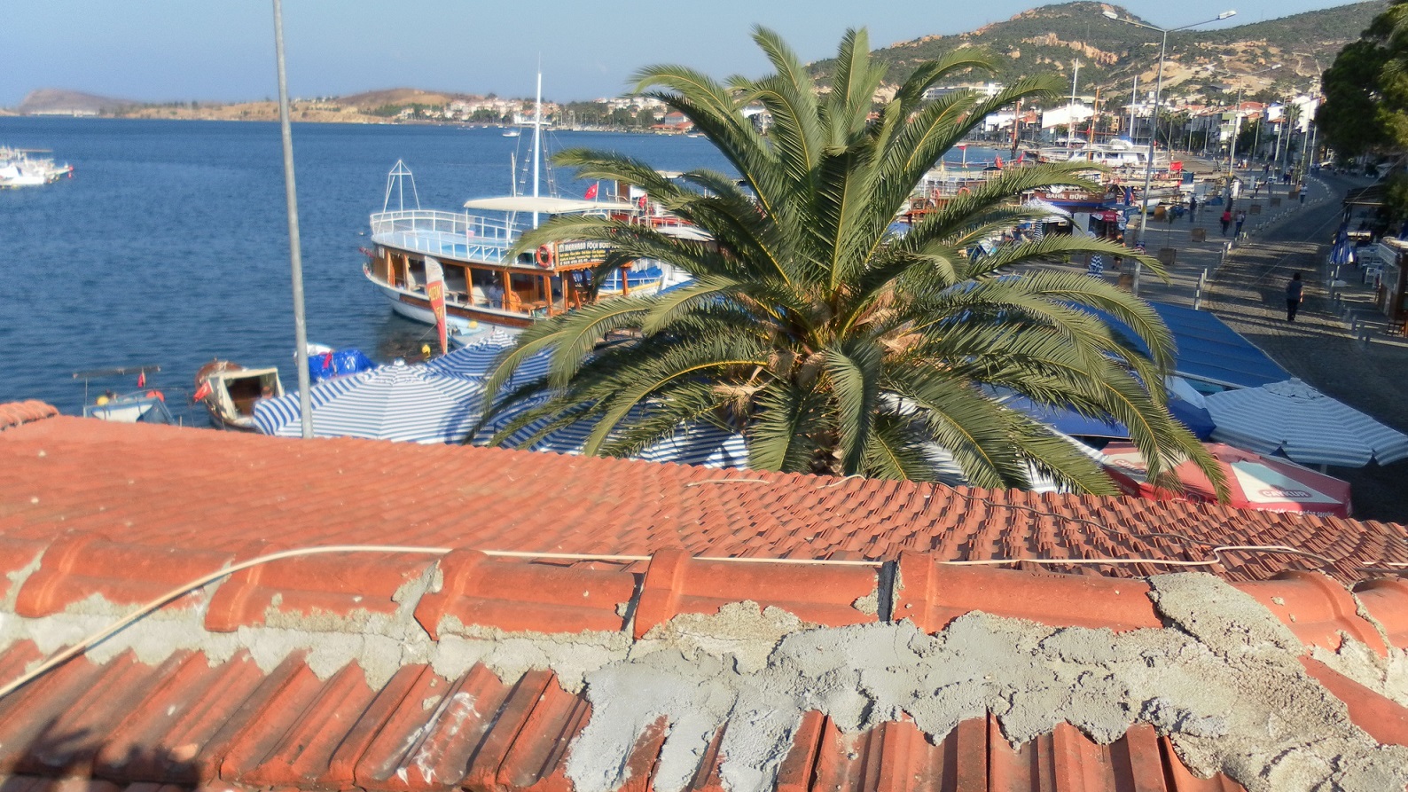 FOÇA’NIN PALMİYELERİ BİRER BİRER YOK EDİLİYOR