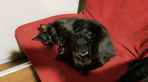 Şanslı Kedi
