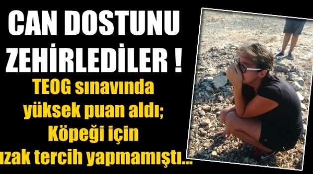 Seferihisar'da can dostlar vahşice zehirlendi!