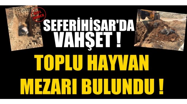 Seferihisar'da Vahşet! Toplu Hayvan Mezarı Bulundu!