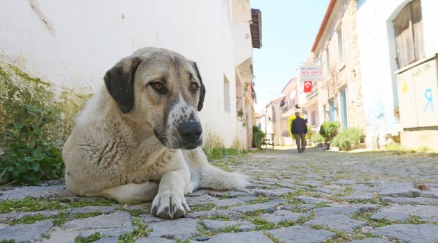Sokak hayvanları için sosyal ağ