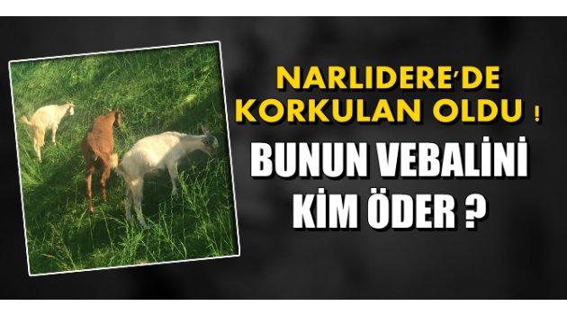 Ve Narlıdere'de korkulan oldu