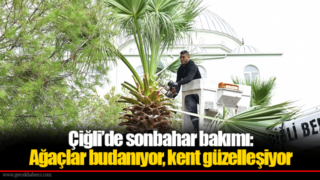 Çiğli’de sonbahar bakımı: Ağaçlar budanıyor, kent güzelleşiyor