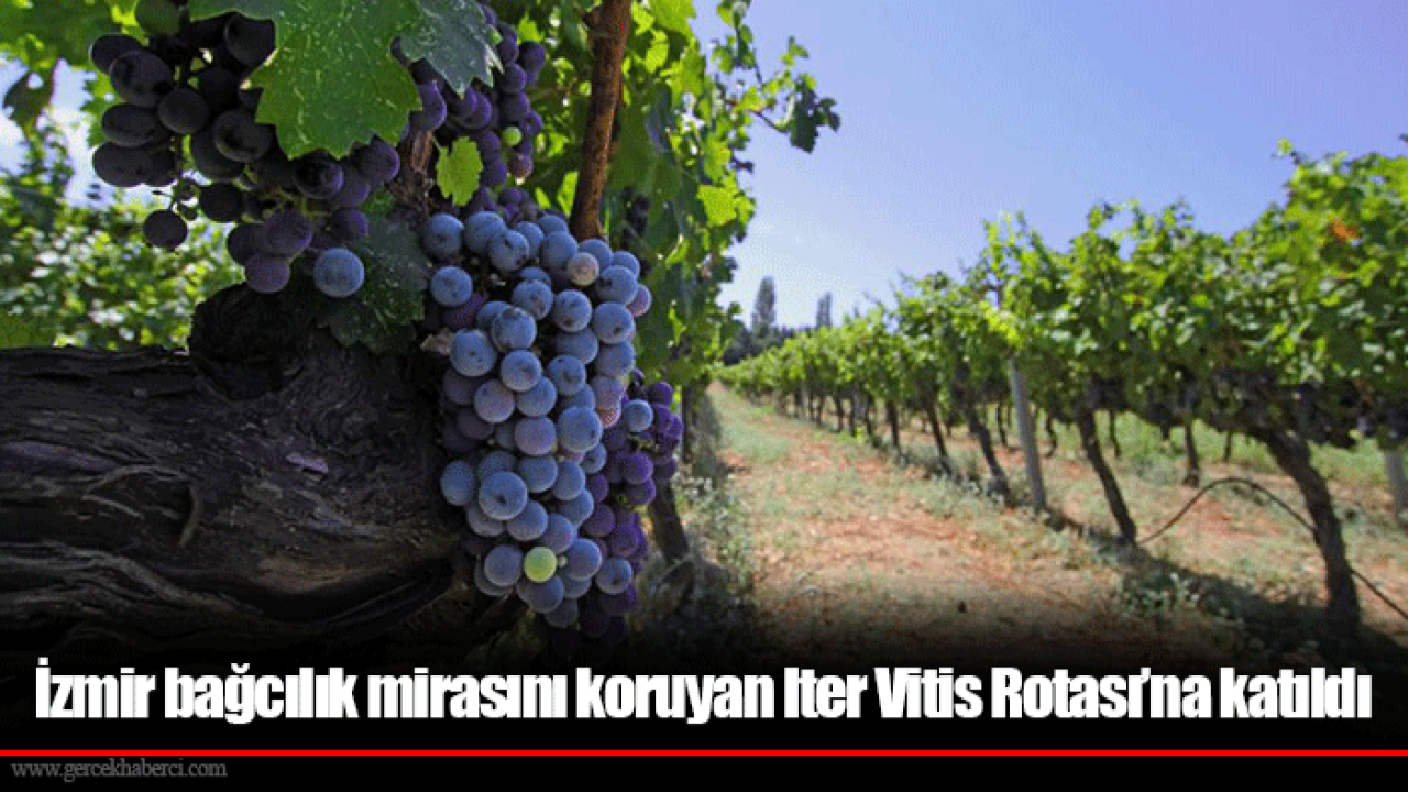 İzmir bağcılık mirasını koruyan Iter Vitis Rotası’na katıldı