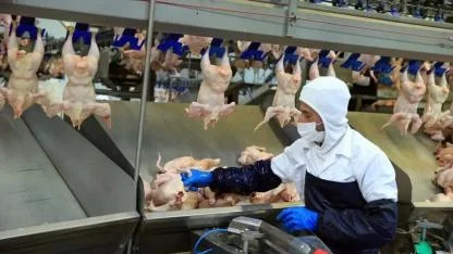 Kanatlı sektörü, Çin’e tavuk ayağı ihracat izninin çıkmasını istiyor